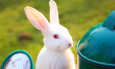 兔子怎么养