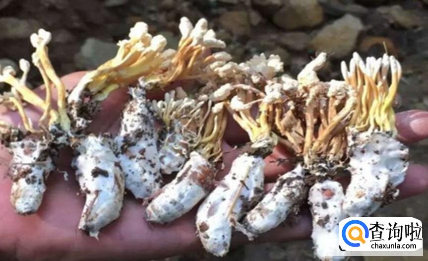 知了花怎么吃较好吃