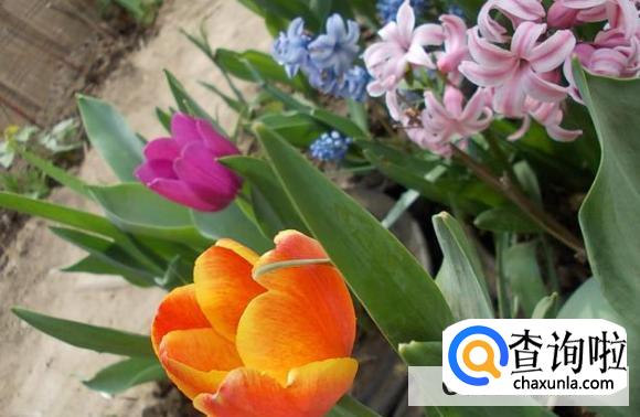 养郁金香需要注意什么