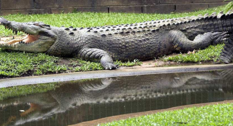 鳄鱼属于哺乳动物吗