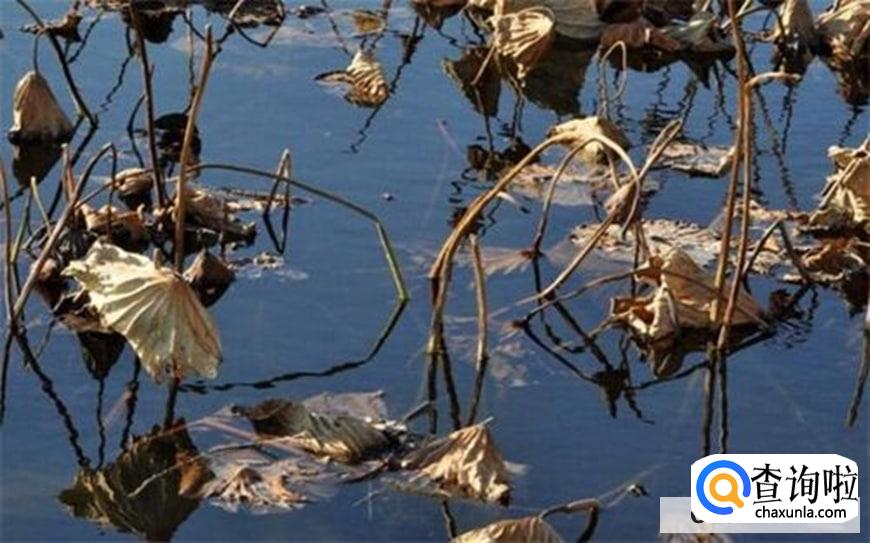 荷花叶子边缘干枯卷叶怎么处理