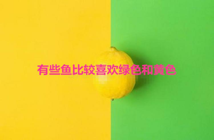 鱼是不是色盲