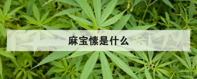 麻宝愫是什么