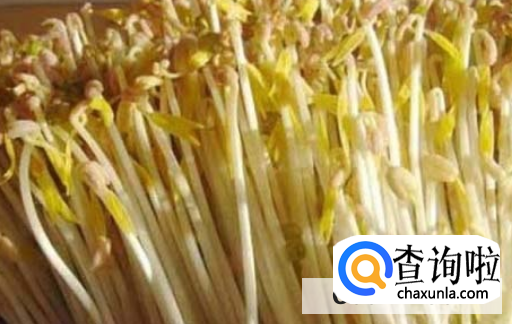 豆芽的生长过程注意事项