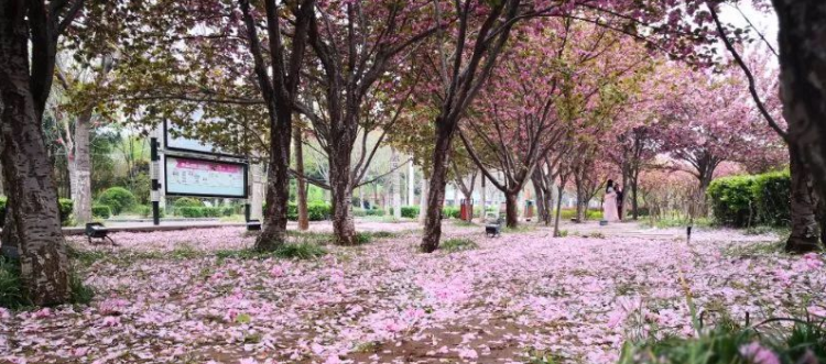 化作春泥更护花的前一句是什么