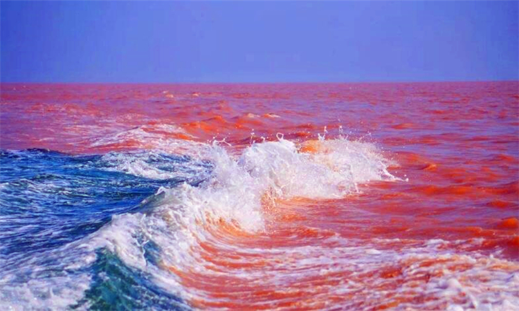 黄河入海口在哪里