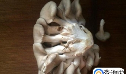 蘑菇豆腐汤怎么做