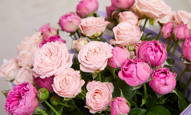 道歉送花送几朵比较适合？向女友道歉送花应该写些什么？