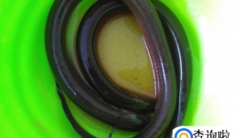 黄鳝炖粥的做法