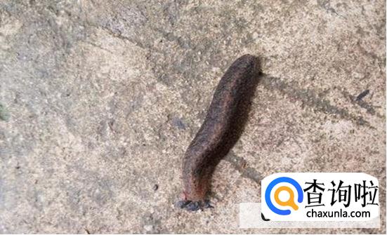 怎么彻底消灭菜地里的鼻涕虫