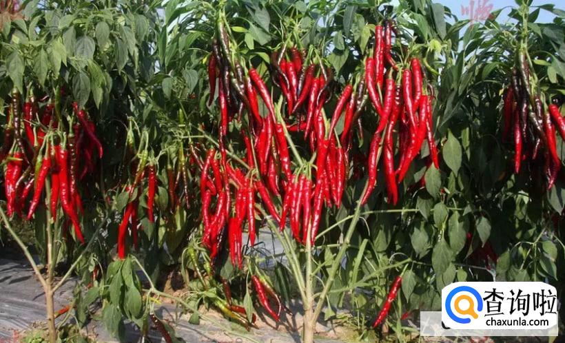 如何用中草药祛除过敏