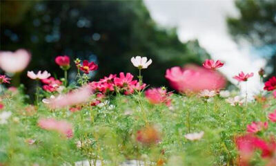 六月是初夏还是盛夏