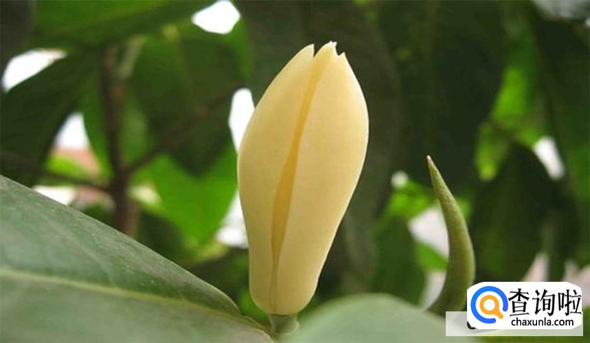 黄角兰怎么栽培最好