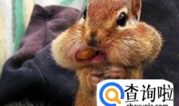 雪地松鼠和魔王松鼠有什么区别