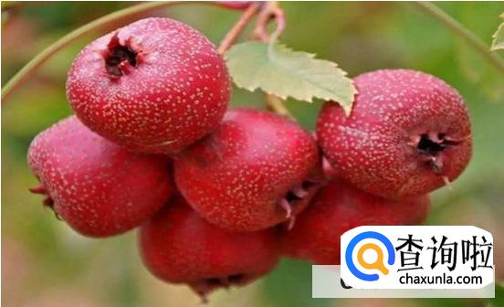 7个月婴儿能吃山楂吗