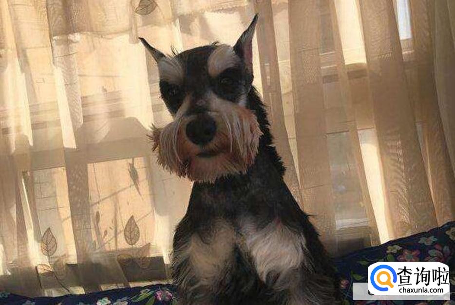 三大适合家养的小型狗