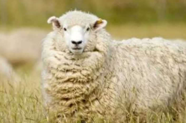 百依百顺解生肖