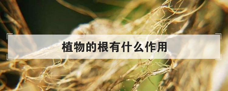 植物的根有什么作用