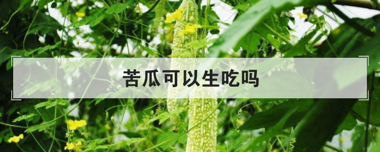 苦瓜可以生吃吗