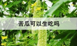 苦瓜可以生吃吗