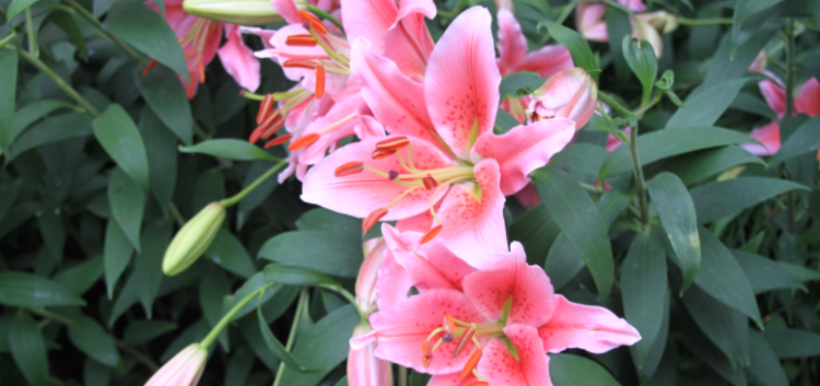 百合花花语是什么?