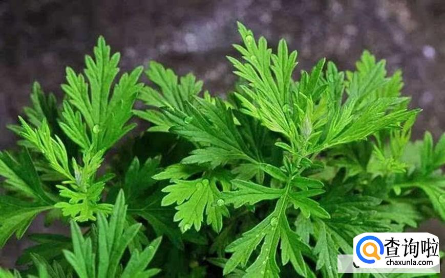 艾草怎么洗澡最好