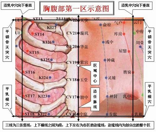 腹部九区的划分