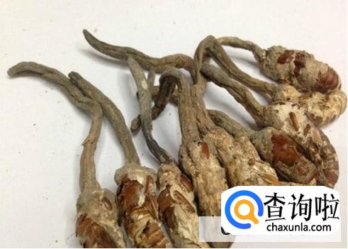 怎样形成金蝉花