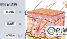 教你认识自己的皮肤的结构