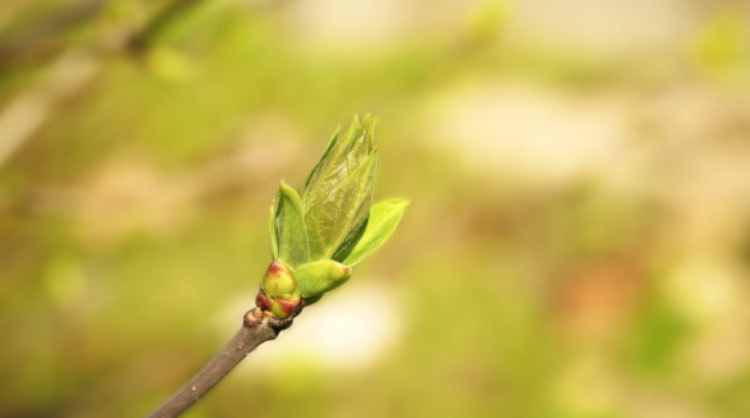 关于春天的成语有什么