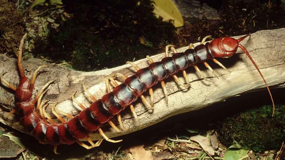 世界上最大的蜈蚣