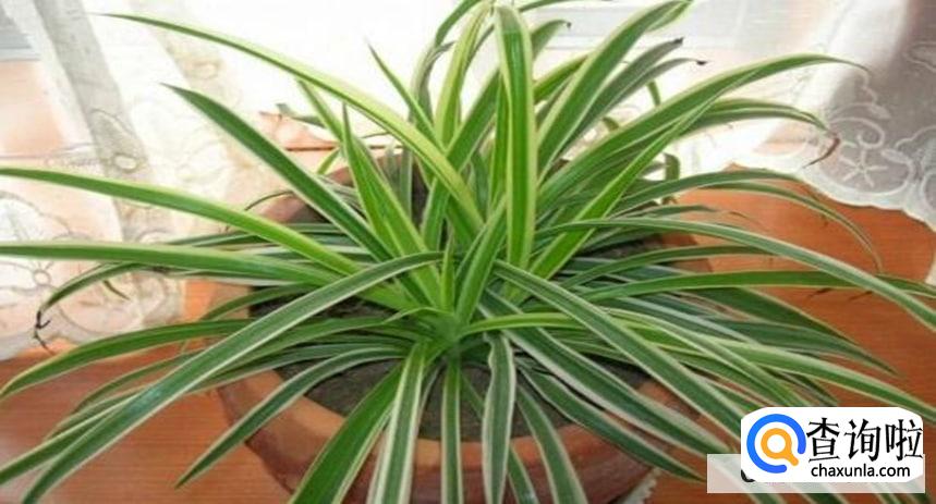 金边兰怎么养才会观赏价值高