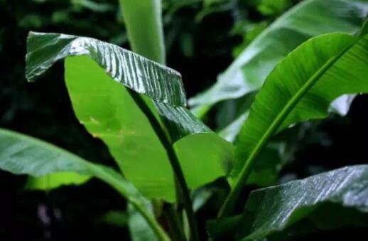 雨打芭蕉什么意思