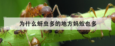 为什么蚜虫多的地方妈蚁也多