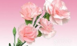 生了小孩该送什么花？