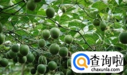 如何鉴别罗汉果好坏？六大挑选技巧让你手到擒来