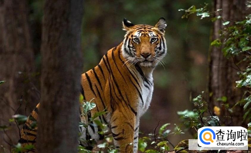 遇到老虎装死行不行