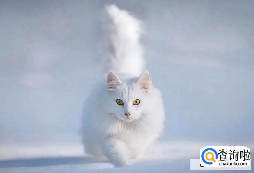 猫咪肾衰有哪些危害