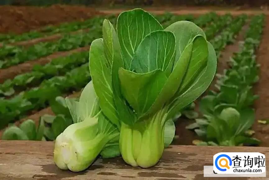 吃油菜有什么注意事项