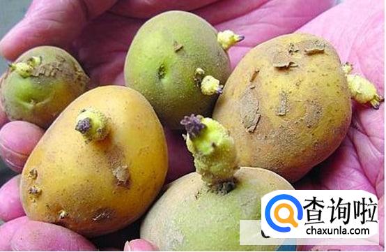 土豆切发芽还能吃吗