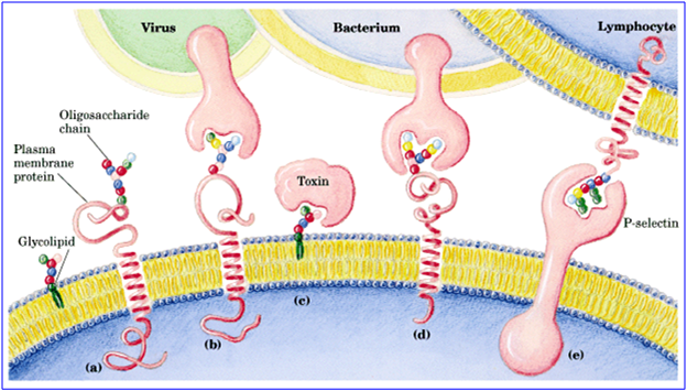 人的体液中酸性最强的是什么