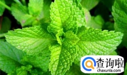 薄荷叶怎么吃