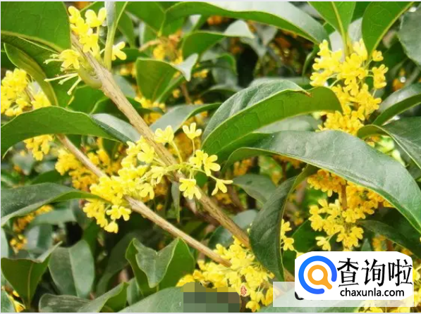 桂花果的功效与作用