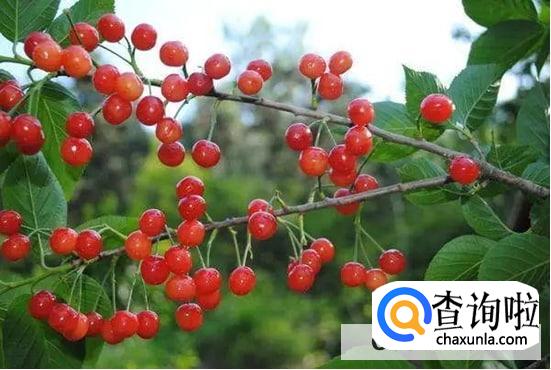 车厘子和樱桃有啥区别吗