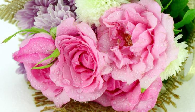 老婆生气道歉送什么花？