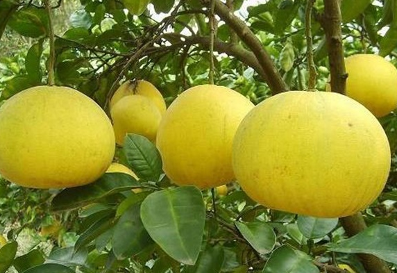 文旦和柚子的区别