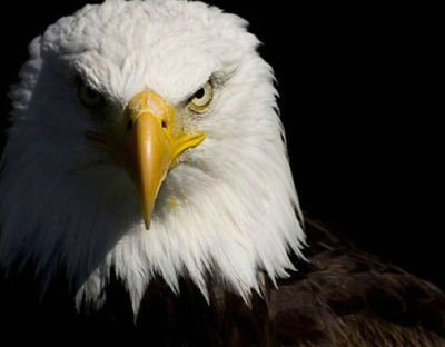 人类曾经的天敌