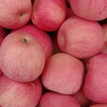 有哪些方法可以辨别苹果好不好吃?