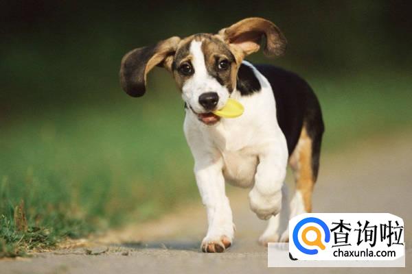 狗狗发烧怎么治疗