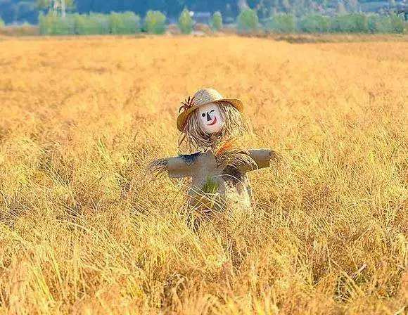 稻草人具有什么样的品质